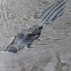 Illustration for article titled Six Mile Cypress Slough - Photos